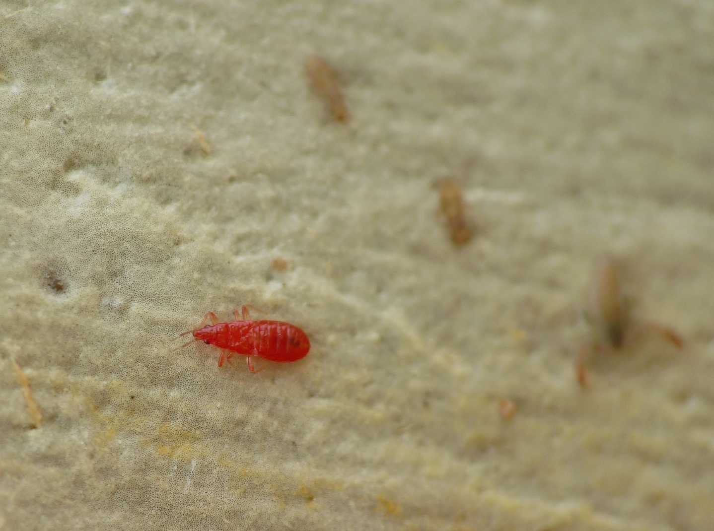 Anthocoris minki?